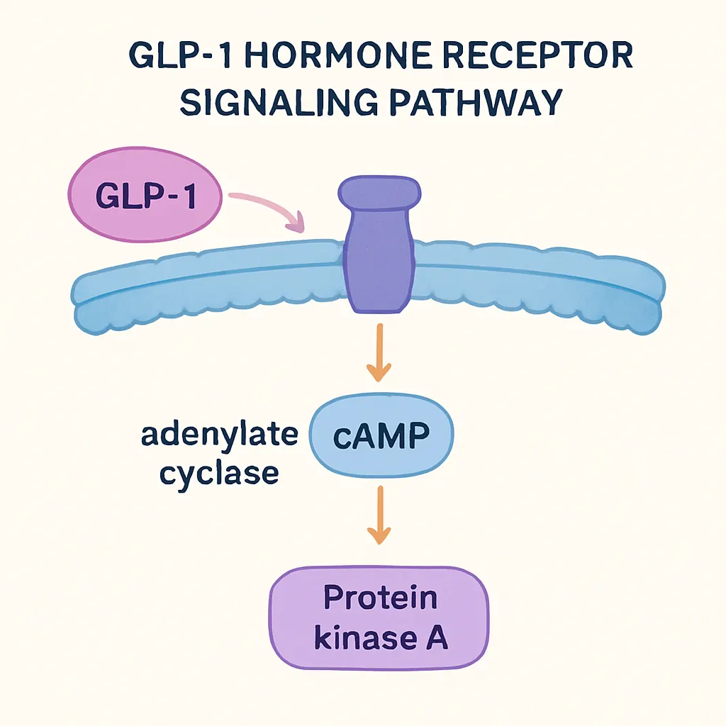 GLP-1 receptor signalling pathway and metabolic regulation